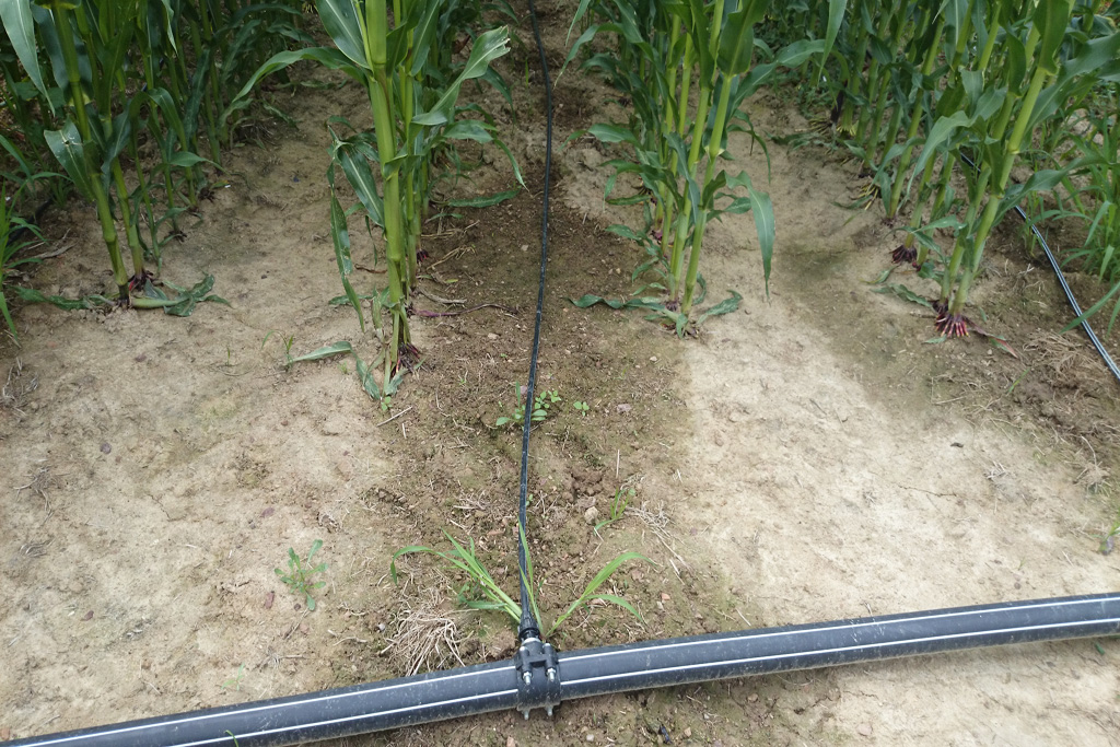 Irrigation maïs